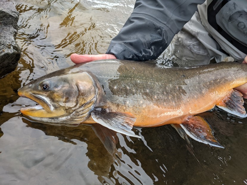 7lb char Iceland Ceri Thomas